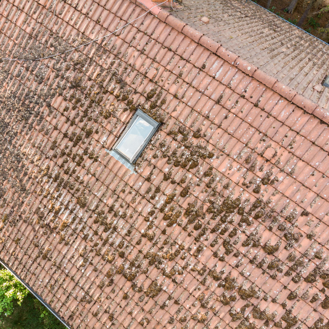 aerial roof survey image showing moss build up