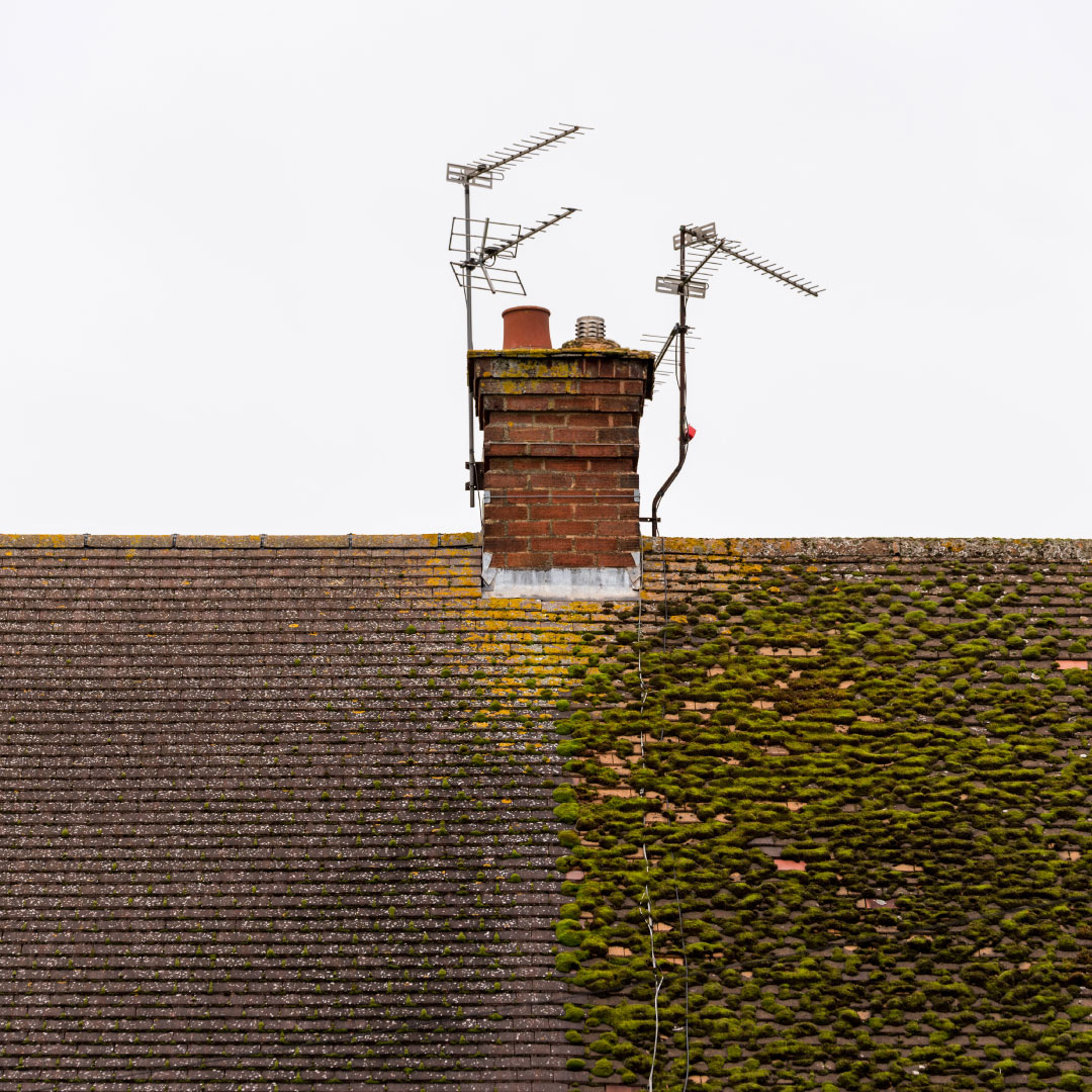 roof with moss removed from one side to show contrast