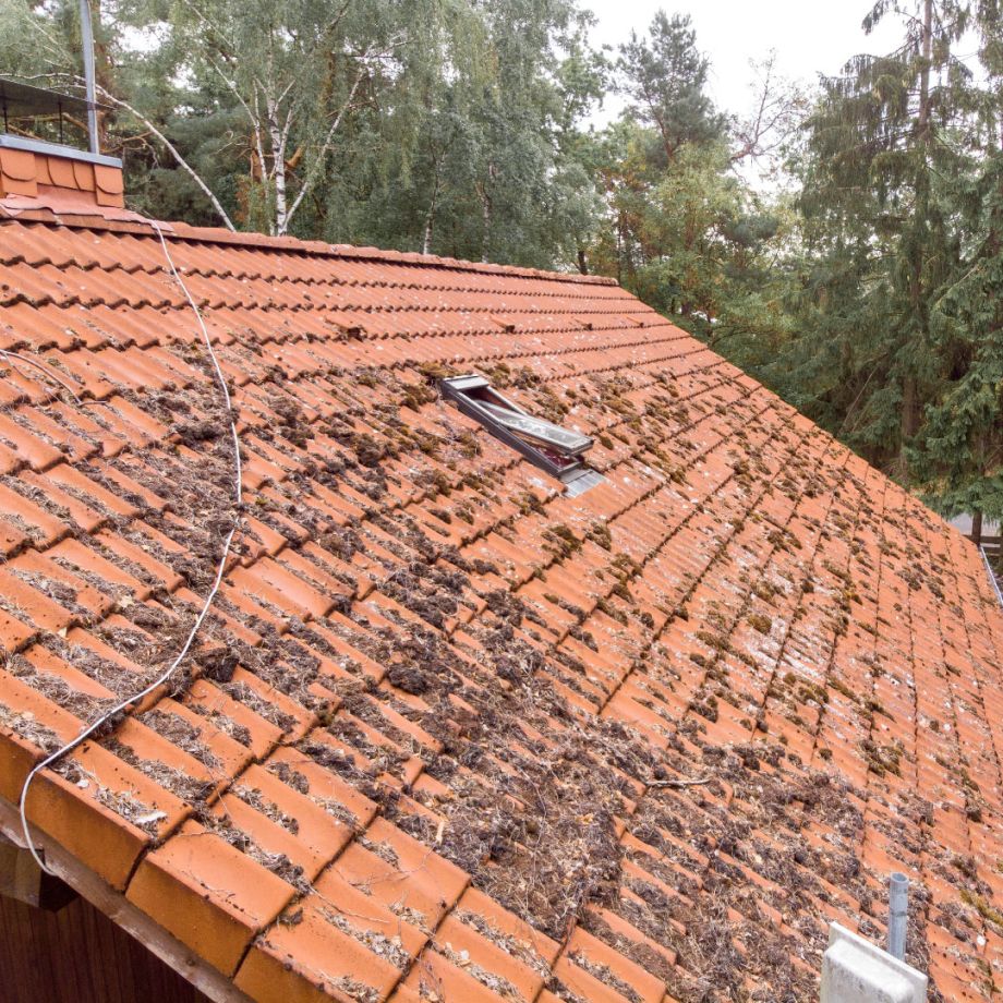 Roof survey image of moss on terracotta roof