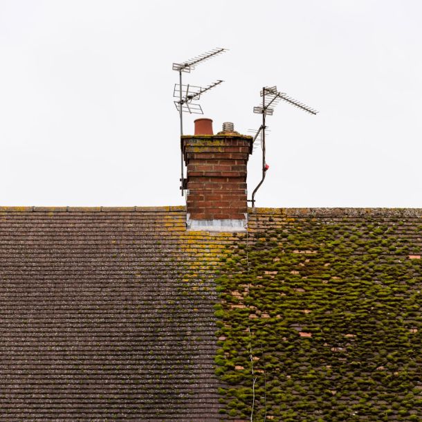 Moss clearances
